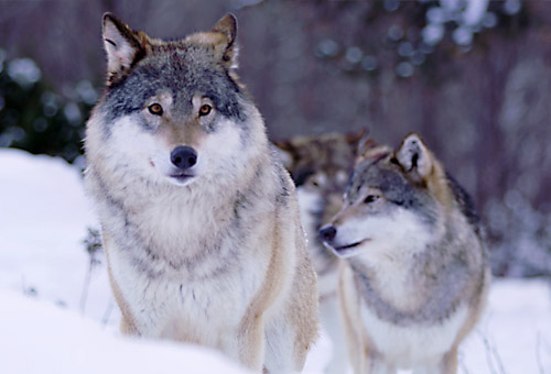 Neu bei uns im Team | Neues Angebot Executive Advisory